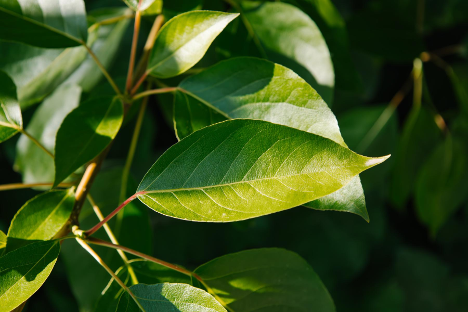 silverleaf leaf